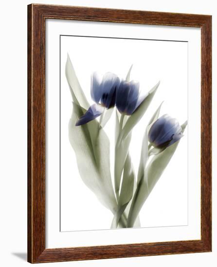 Xray Tulip IX-Judy Stalus-Framed Photographic Print