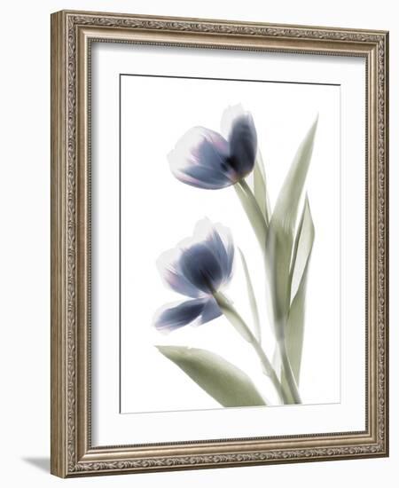 Xray Tulip V-Judy Stalus-Framed Photographic Print