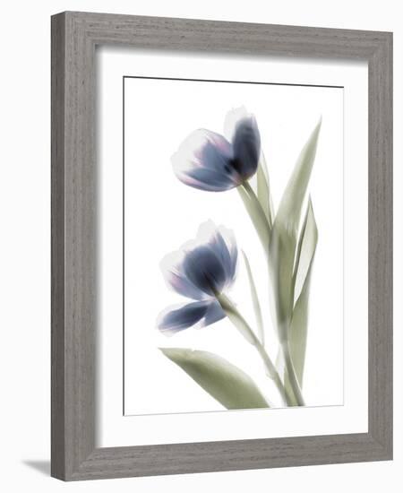 Xray Tulip V-Judy Stalus-Framed Photographic Print