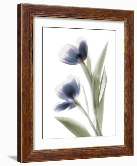 Xray Tulip V-Judy Stalus-Framed Photographic Print