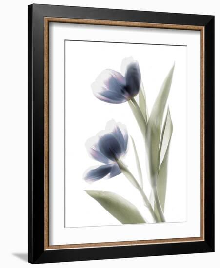 Xray Tulip V-Judy Stalus-Framed Photographic Print