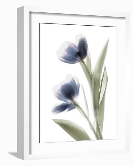 Xray Tulip V-Judy Stalus-Framed Photographic Print