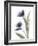 Xray Tulip V-Judy Stalus-Framed Photographic Print