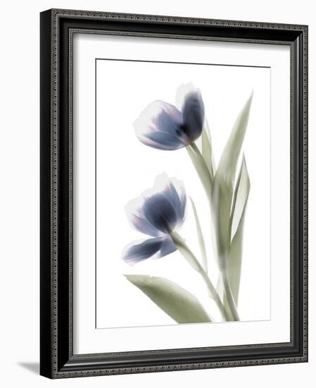 Xray Tulip V-Judy Stalus-Framed Photographic Print