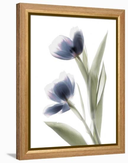 Xray Tulip V-Judy Stalus-Framed Premier Image Canvas