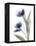 Xray Tulip V-Judy Stalus-Framed Premier Image Canvas