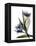 Xray Tulip VI-Judy Stalus-Framed Premier Image Canvas