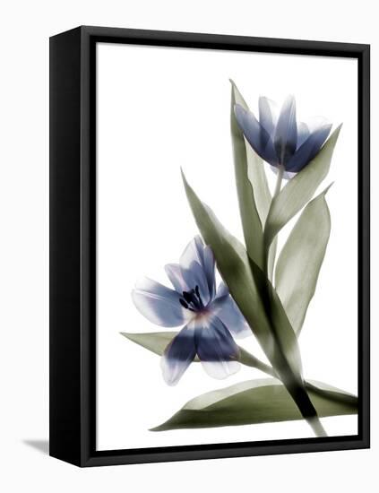 Xray Tulip VI-Judy Stalus-Framed Premier Image Canvas