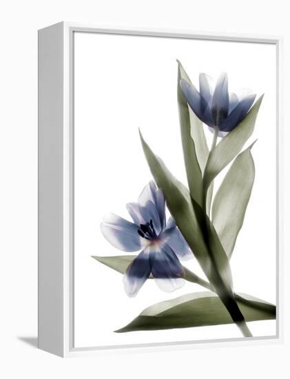Xray Tulip VI-Judy Stalus-Framed Premier Image Canvas