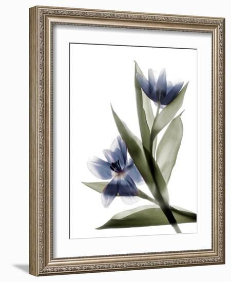 Xray Tulip VI-Judy Stalus-Framed Photographic Print