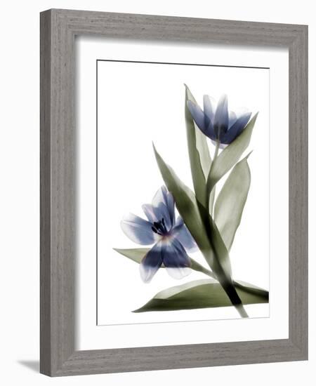 Xray Tulip VI-Judy Stalus-Framed Photographic Print