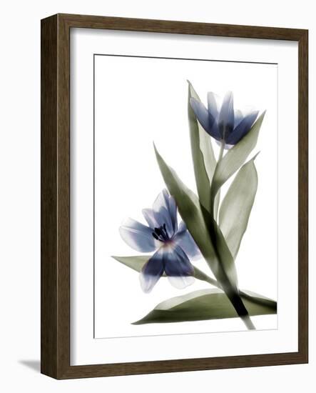 Xray Tulip VI-Judy Stalus-Framed Photographic Print