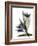 Xray Tulip VI-Judy Stalus-Framed Photographic Print