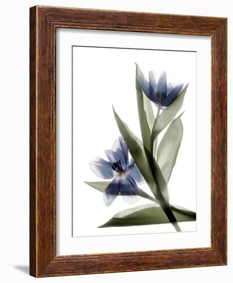 Xray Tulip VI-Judy Stalus-Framed Photographic Print