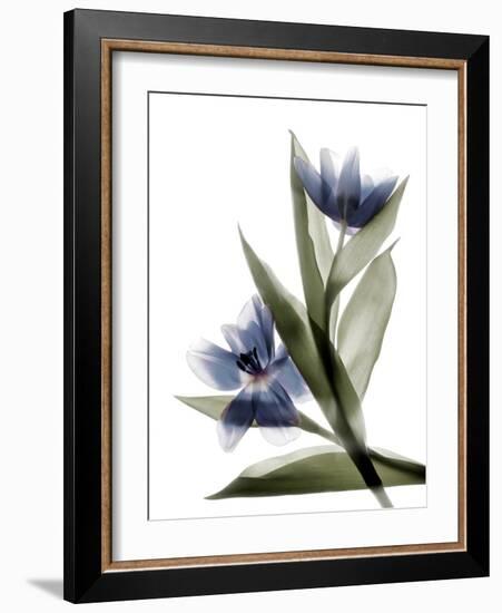 Xray Tulip VI-Judy Stalus-Framed Photographic Print