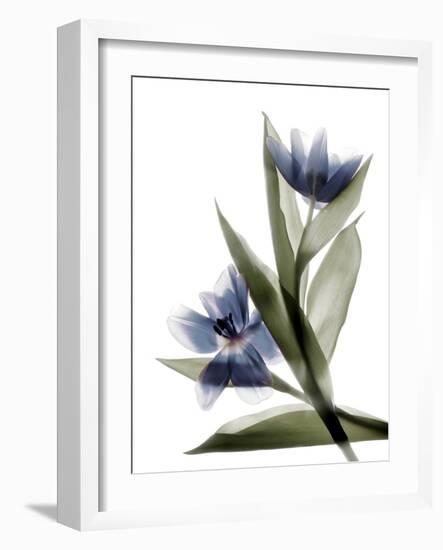 Xray Tulip VI-Judy Stalus-Framed Photographic Print