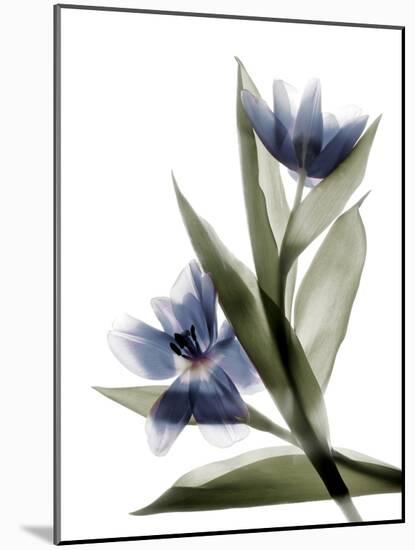 Xray Tulip VI-Judy Stalus-Mounted Photographic Print