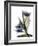 Xray Tulip VI-Judy Stalus-Framed Photographic Print