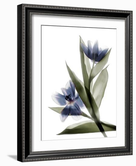 Xray Tulip VI-Judy Stalus-Framed Photographic Print