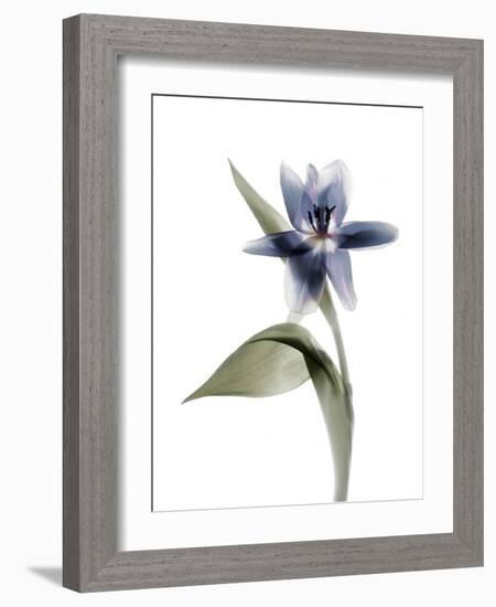 Xray Tulip VII-Judy Stalus-Framed Photographic Print