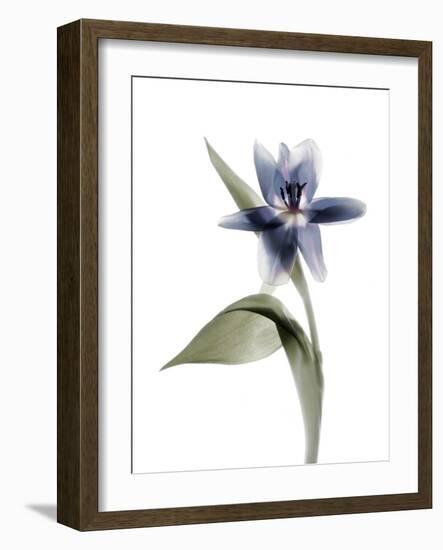 Xray Tulip VII-Judy Stalus-Framed Photographic Print