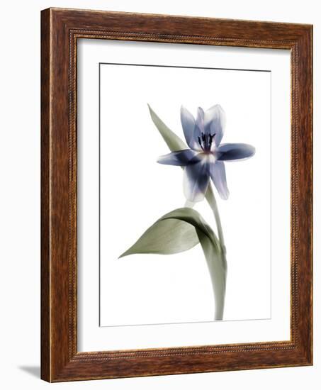 Xray Tulip VII-Judy Stalus-Framed Photographic Print