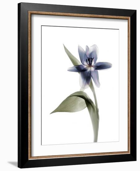 Xray Tulip VII-Judy Stalus-Framed Photographic Print