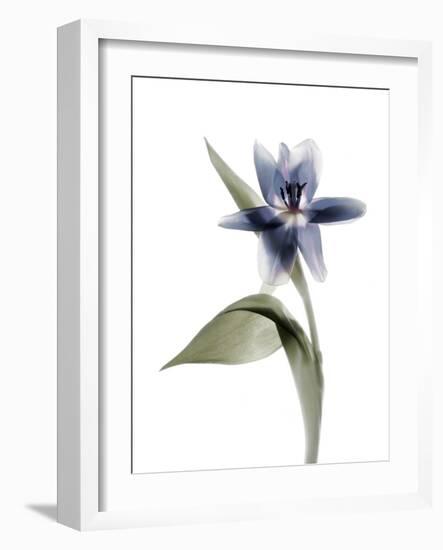 Xray Tulip VII-Judy Stalus-Framed Photographic Print