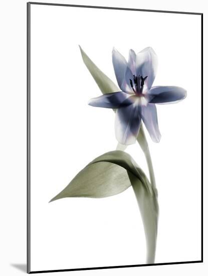 Xray Tulip VII-Judy Stalus-Mounted Photographic Print