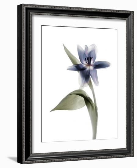 Xray Tulip VII-Judy Stalus-Framed Photographic Print