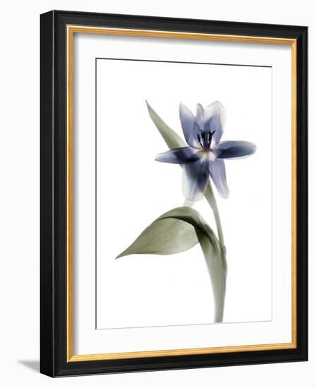 Xray Tulip VII-Judy Stalus-Framed Photographic Print