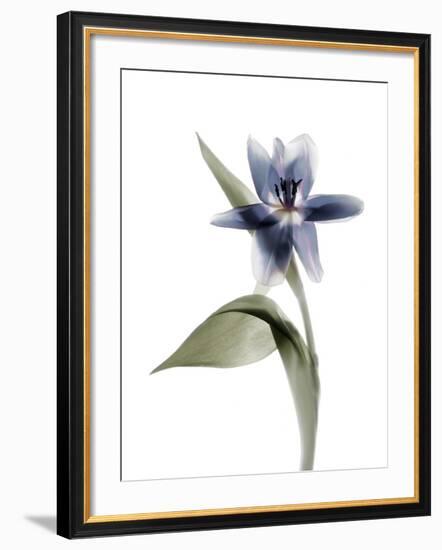 Xray Tulip VII-Judy Stalus-Framed Photographic Print