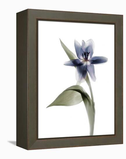 Xray Tulip VII-Judy Stalus-Framed Premier Image Canvas