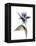 Xray Tulip VII-Judy Stalus-Framed Premier Image Canvas