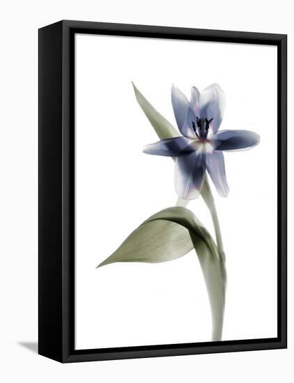 Xray Tulip VII-Judy Stalus-Framed Premier Image Canvas