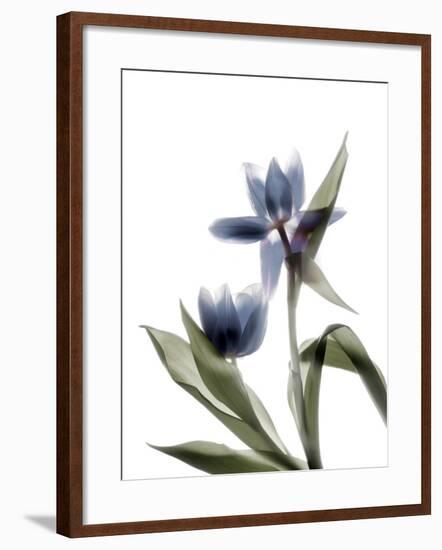 Xray Tulip VIII-Judy Stalus-Framed Photographic Print