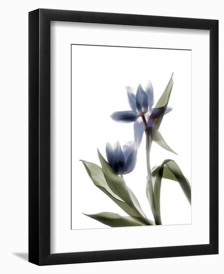 Xray Tulip VIII-Judy Stalus-Framed Premium Photographic Print