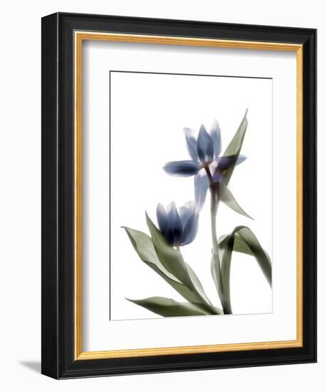 Xray Tulip VIII-Judy Stalus-Framed Premium Photographic Print