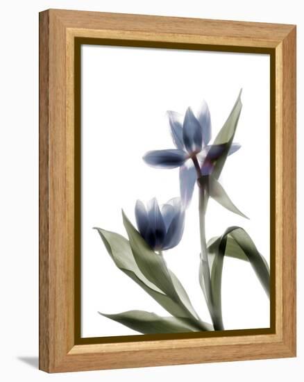 Xray Tulip VIII-Judy Stalus-Framed Premier Image Canvas