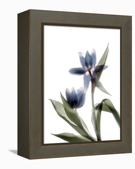 Xray Tulip VIII-Judy Stalus-Framed Premier Image Canvas