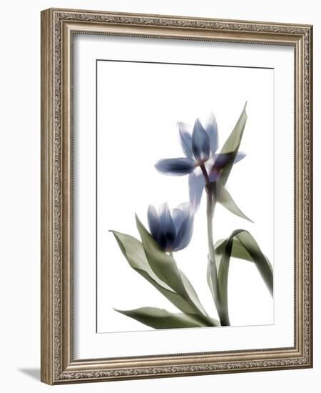 Xray Tulip VIII-Judy Stalus-Framed Photographic Print