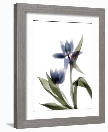 Xray Tulip VIII-Judy Stalus-Framed Photographic Print