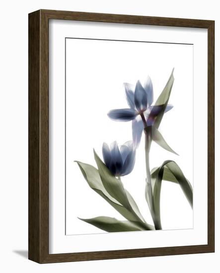 Xray Tulip VIII-Judy Stalus-Framed Photographic Print