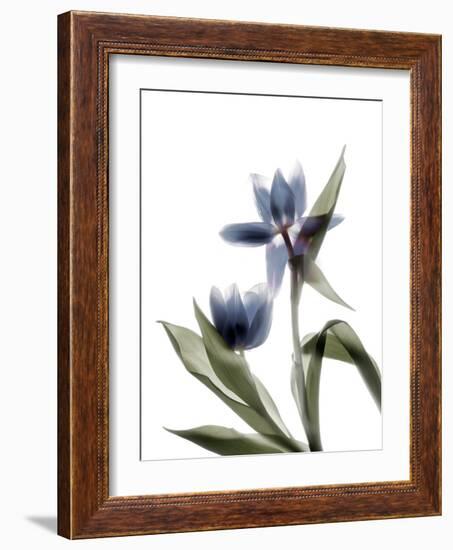 Xray Tulip VIII-Judy Stalus-Framed Photographic Print