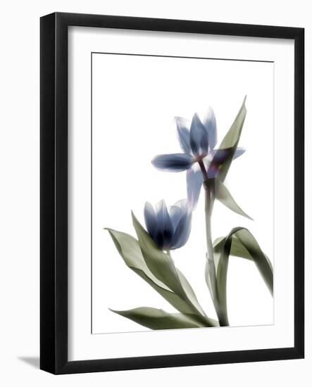 Xray Tulip VIII-Judy Stalus-Framed Photographic Print