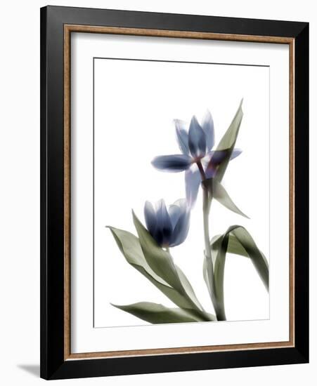 Xray Tulip VIII-Judy Stalus-Framed Photographic Print