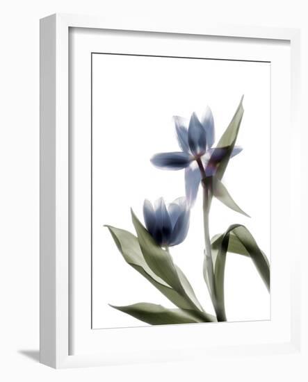 Xray Tulip VIII-Judy Stalus-Framed Photographic Print