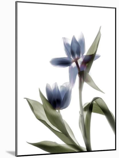 Xray Tulip VIII-Judy Stalus-Mounted Photographic Print