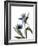 Xray Tulip VIII-Judy Stalus-Framed Photographic Print