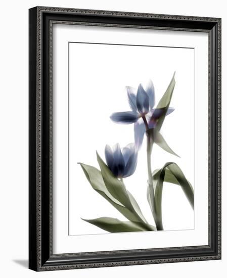 Xray Tulip VIII-Judy Stalus-Framed Photographic Print